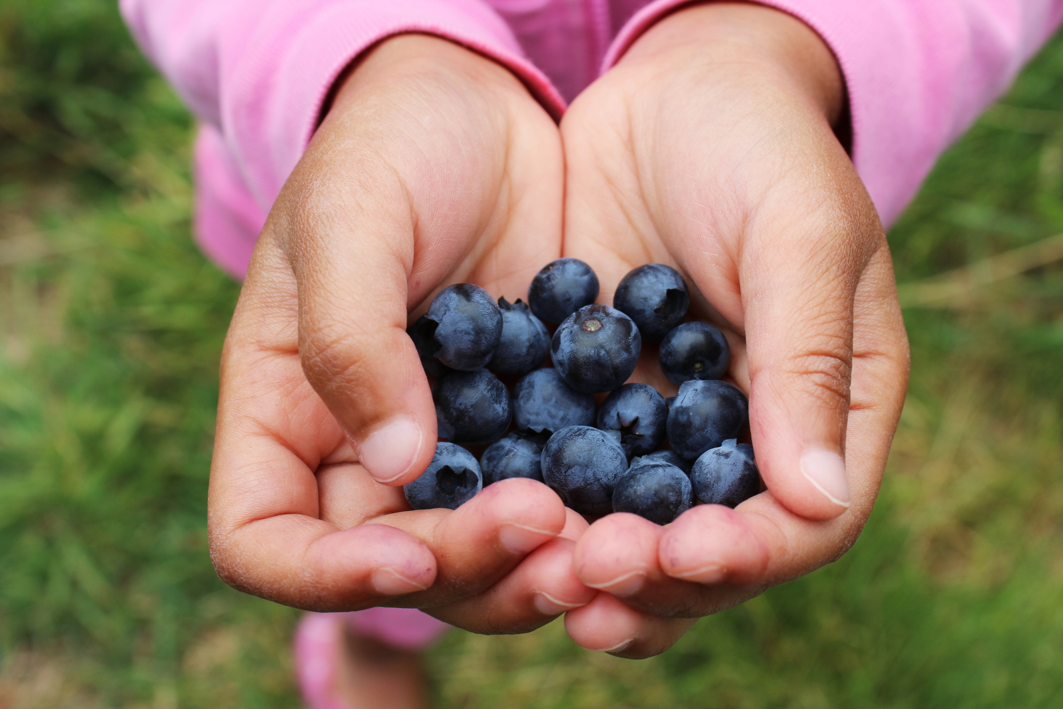 Hands of girl holding blueberries