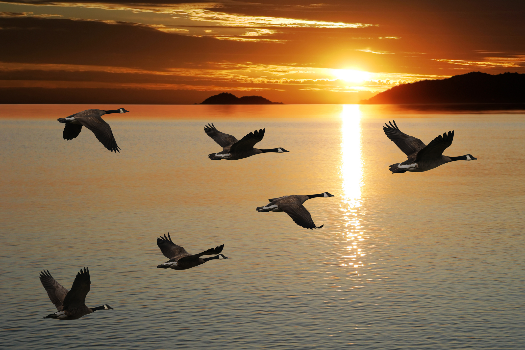 migrating canada geese in silhouette flying over lake at sunrise